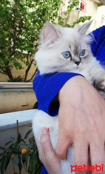 Chinchilla, Kedi  Lokum fotoğrafı