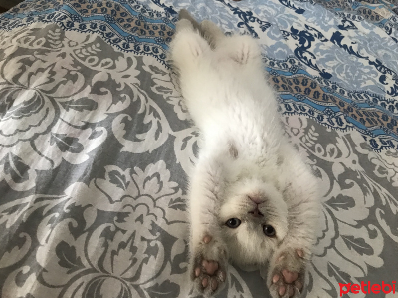 British Shorthair, Kedi  Mathilda fotoğrafı