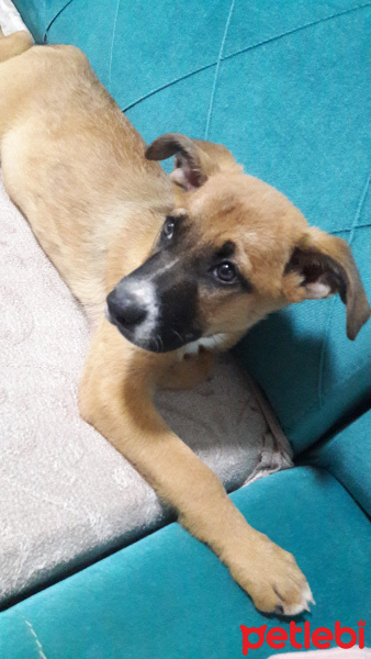 Sokö (Sokak Köpeği), Köpek  sayko fotoğrafı