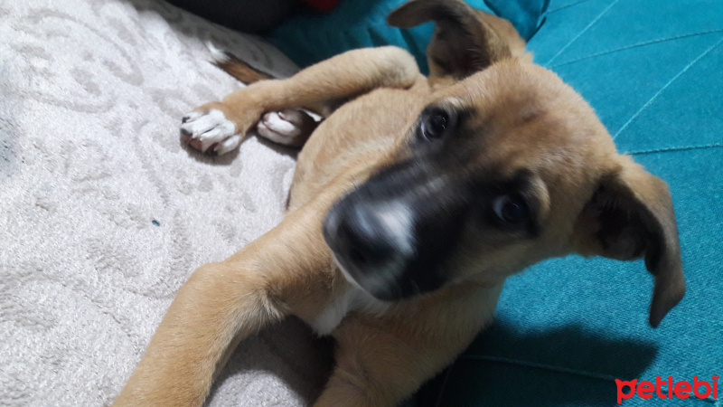 Sokö (Sokak Köpeği), Köpek  sayko fotoğrafı