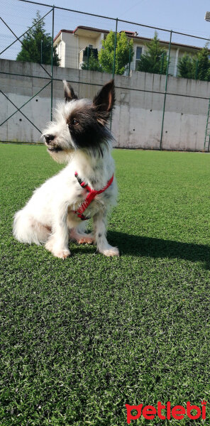 Maltese, Köpek  Balım fotoğrafı