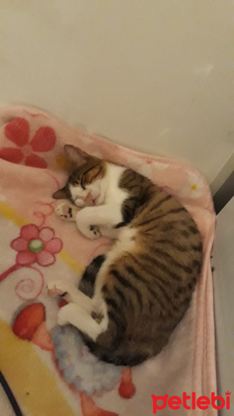Tekir Kedi, Kedi  pasaklı fotoğrafı