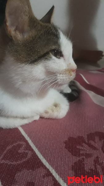 Tekir Kedi, Kedi  pasaklı fotoğrafı
