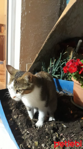 Tekir Kedi, Kedi  pasaklı fotoğrafı
