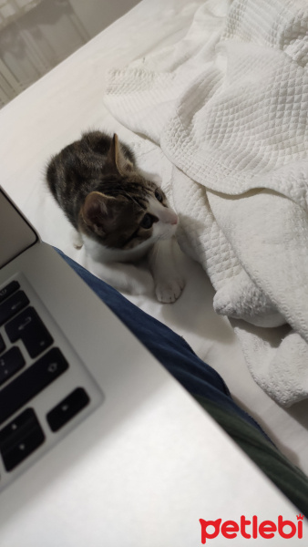 Ankara Kedisi, Kedi  Leo fotoğrafı