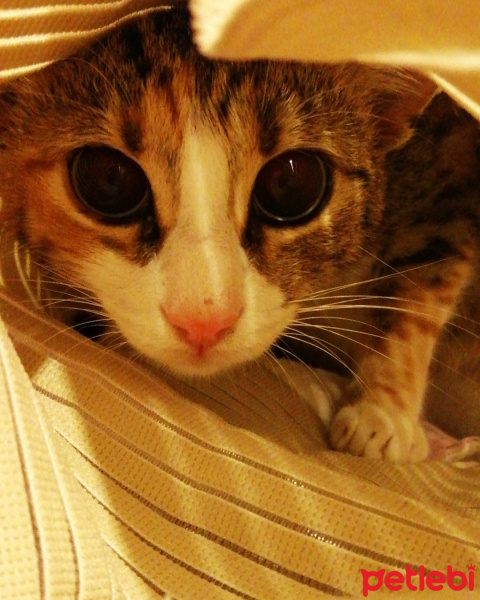 Tekir Kedi, Kedi  Minnoş fotoğrafı