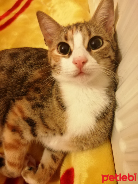 Tekir Kedi, Kedi  Minnoş fotoğrafı