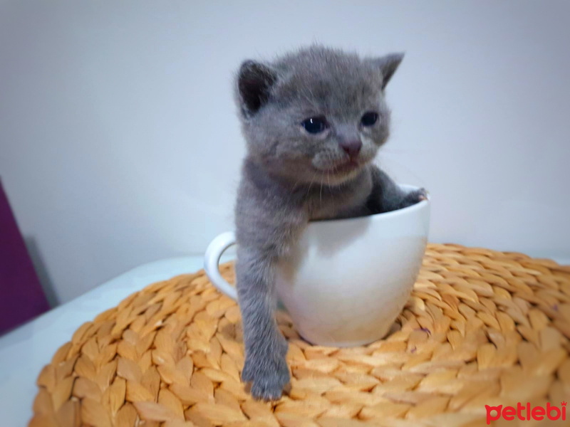 British Shorthair, Kedi  Ceku fotoğrafı