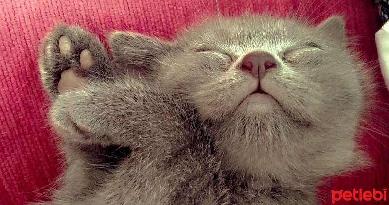 British Shorthair, Kedi  Ceku fotoğrafı