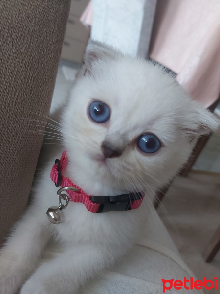 Scottish Fold, Kedi  Chanel Pamuk fotoğrafı