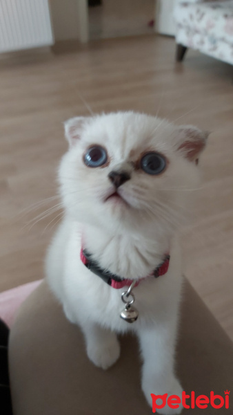 Scottish Fold, Kedi  Chanel Pamuk fotoğrafı