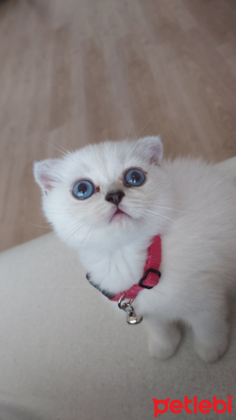 Scottish Fold, Kedi  Chanel Pamuk fotoğrafı