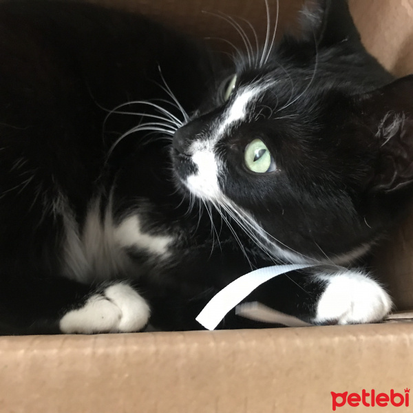 Tuxedo (Smokin) Kedi, Kedi  Zeytin fotoğrafı