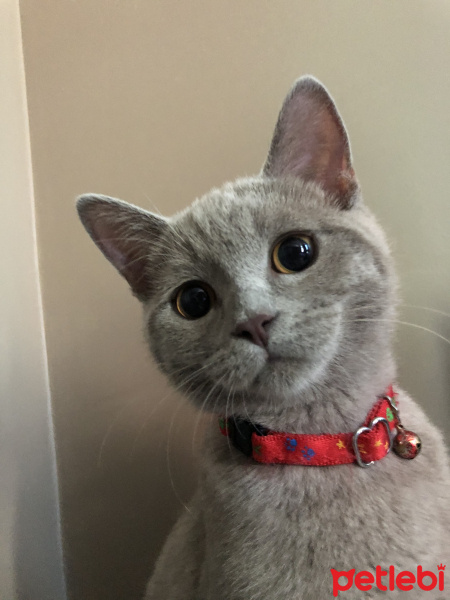British Shorthair, Kedi  Ceku fotoğrafı