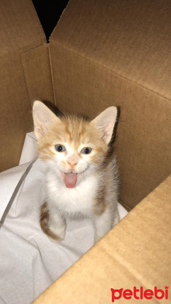 Tekir Kedi, Kedi  Loki fotoğrafı