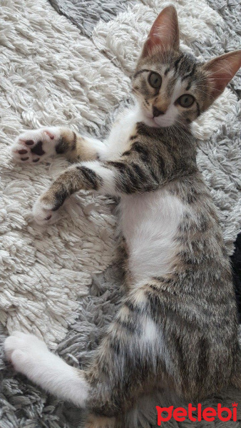 Tekir Kedi, Kedi  Klara fotoğrafı