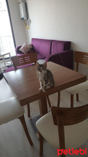 Tekir Kedi, Kedi  Klara fotoğrafı