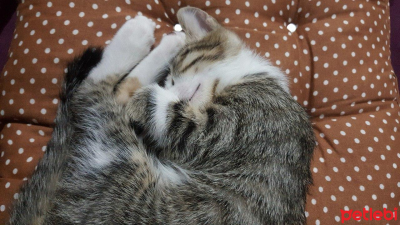 Tekir Kedi, Kedi  Klara fotoğrafı