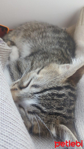 Tekir Kedi, Kedi  Klara fotoğrafı