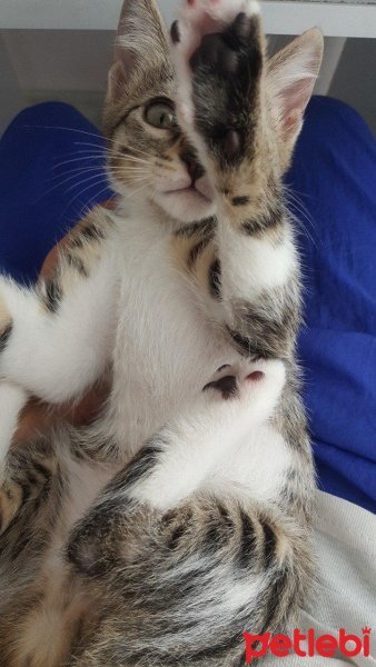 Tekir Kedi, Kedi  Klara fotoğrafı