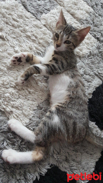 Tekir Kedi, Kedi  Klara fotoğrafı