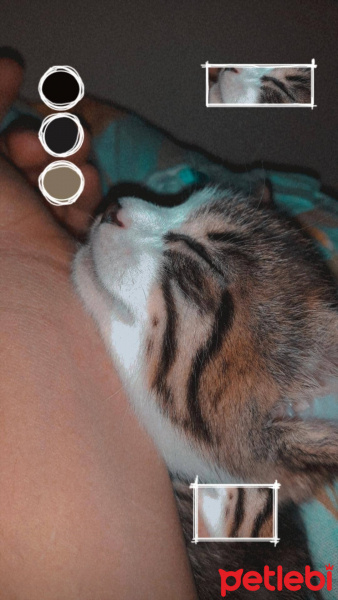 Tekir Kedi, Kedi  Mia fotoğrafı