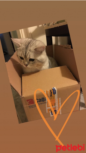 British Shorthair, Kedi  Ozzy fotoğrafı