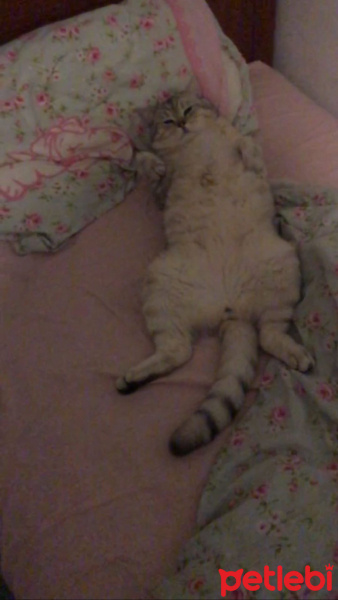 British Shorthair, Kedi  Ozzy fotoğrafı