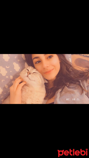 British Shorthair, Kedi  Ozzy fotoğrafı