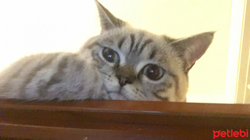 British Shorthair, Kedi  Pıtır fotoğrafı