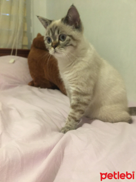 British Shorthair, Kedi  Pıtır fotoğrafı