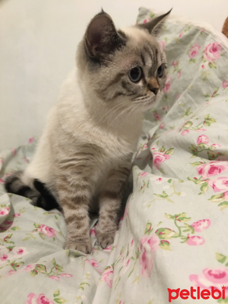 British Shorthair, Kedi  Pıtır fotoğrafı