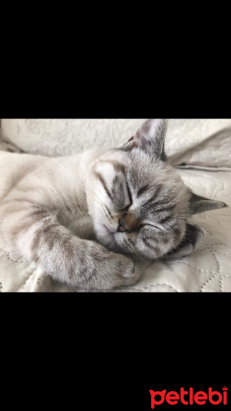 British Shorthair, Kedi  Pıtır fotoğrafı