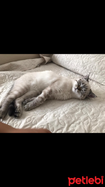 British Shorthair, Kedi  Pıtır fotoğrafı