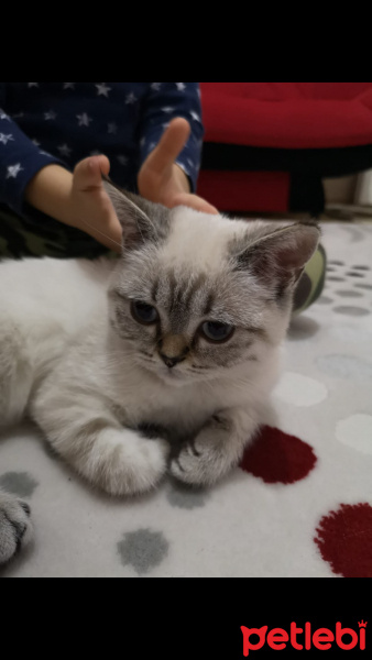 British Shorthair, Kedi  Pıtır fotoğrafı