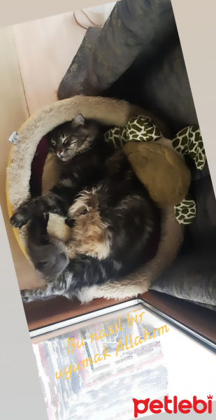 Himalayan, Kedi  Zeus fotoğrafı
