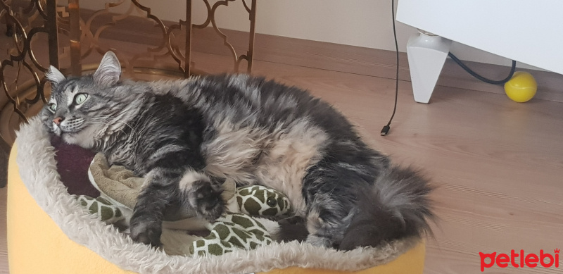 Himalayan, Kedi  Zeus fotoğrafı