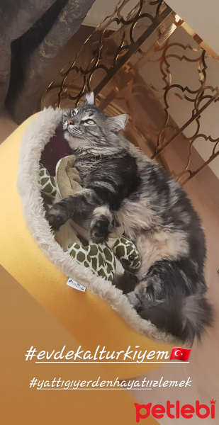 Himalayan, Kedi  Zeus fotoğrafı