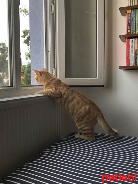 Sarman, Kedi  Agir fotoğrafı