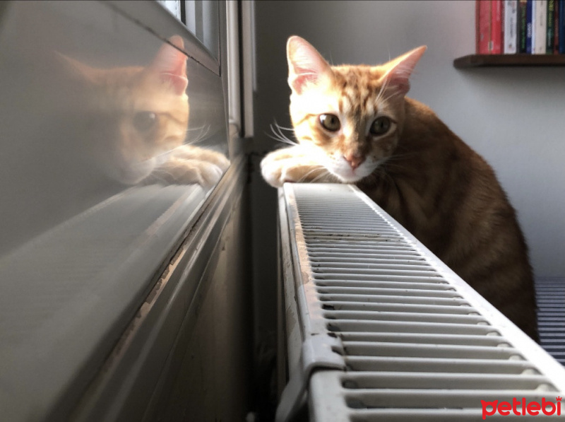 Sarman, Kedi  Agir fotoğrafı