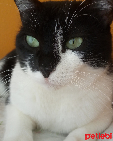 Tuxedo (Smokin) Kedi, Kedi  tekir fotoğrafı