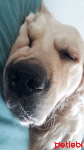 Golden Retriever, Köpek  Fumi fotoğrafı