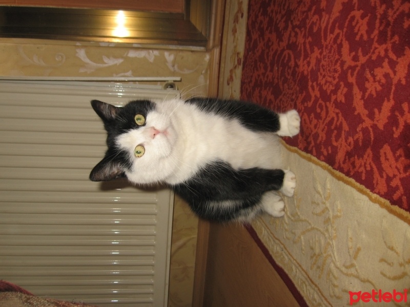  Kedi  Misket fotoğrafı