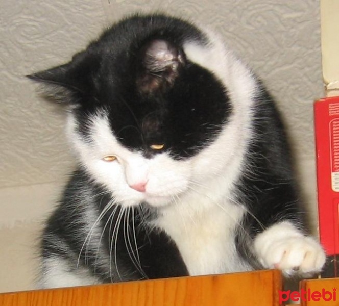  Kedi  Misket fotoğrafı