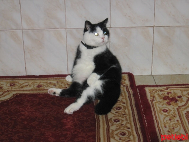  Kedi  Misket fotoğrafı
