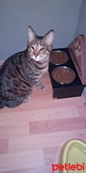 Tekir Kedi, Kedi  Işık fotoğrafı