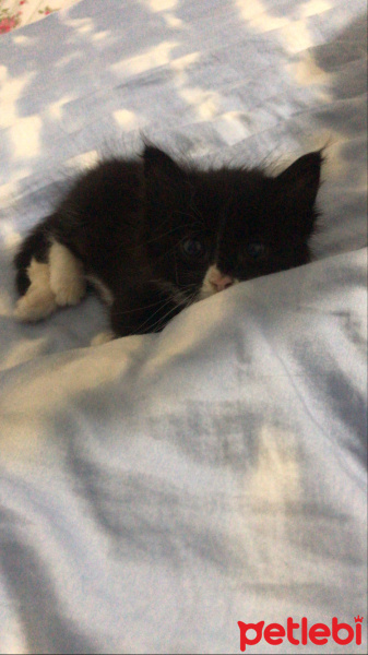 Tuxedo (Smokin) Kedi, Kedi  Duman fotoğrafı