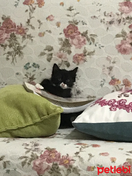 Tuxedo (Smokin) Kedi, Kedi  Duman fotoğrafı