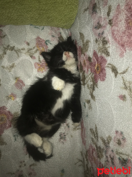 Tuxedo (Smokin) Kedi, Kedi  Duman fotoğrafı
