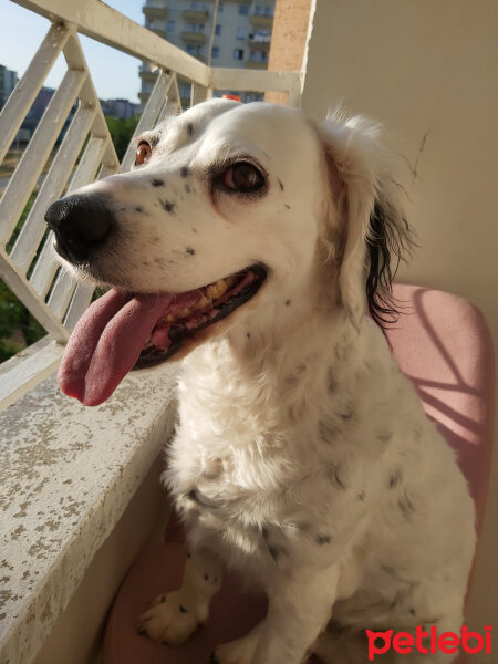 İngiliz Setter, Köpek  Venüs fotoğrafı